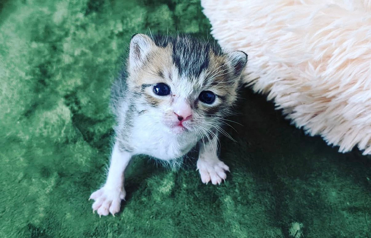 子猫
