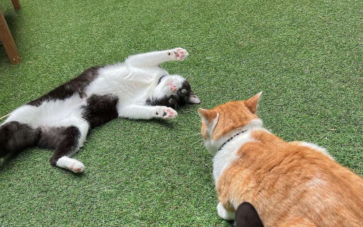 芝生で2匹遊ぶ猫