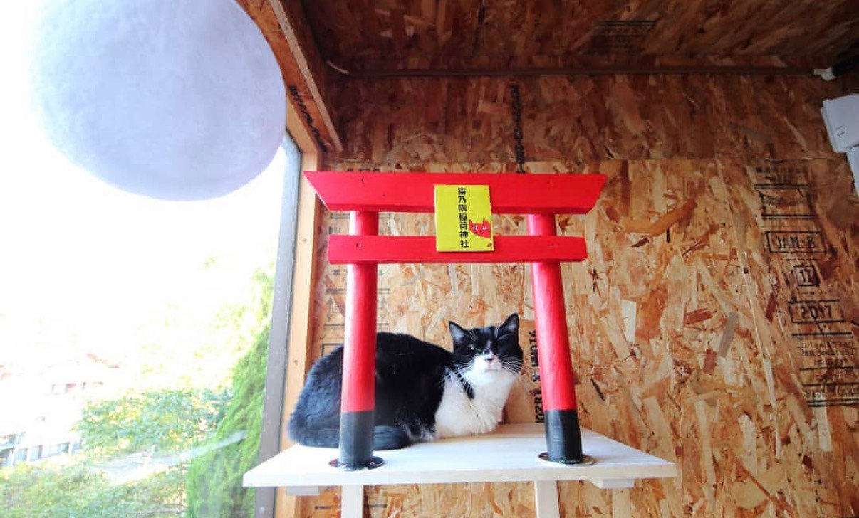 猫庭の建物外観 ・ スタッフと猫